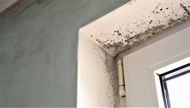 Best Mold Damage Restoration  in Medical Lake, WA