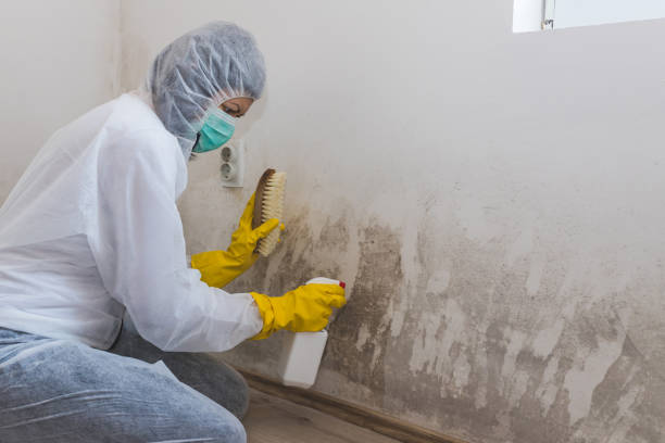 Best Commercial Mold Inspection  in Medical Lake, WA