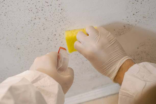 Best Real Estate Mold Inspection  in Medical Lake, WA