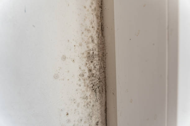 Best Mold Prevention Services  in Medical Lake, WA